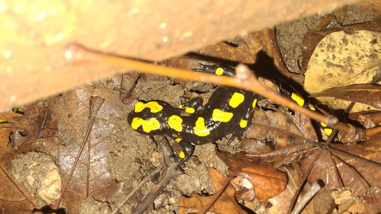 Salamandra infraimmaculata  photographed by רמדאן עיסא 