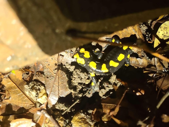 Salamandra infraimmaculata  photographed by רמדאן עיסא 