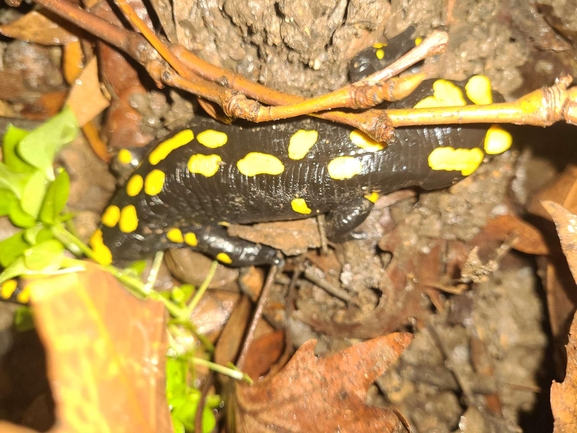 Salamandra infraimmaculata  photographed by רמדאן עיסא 