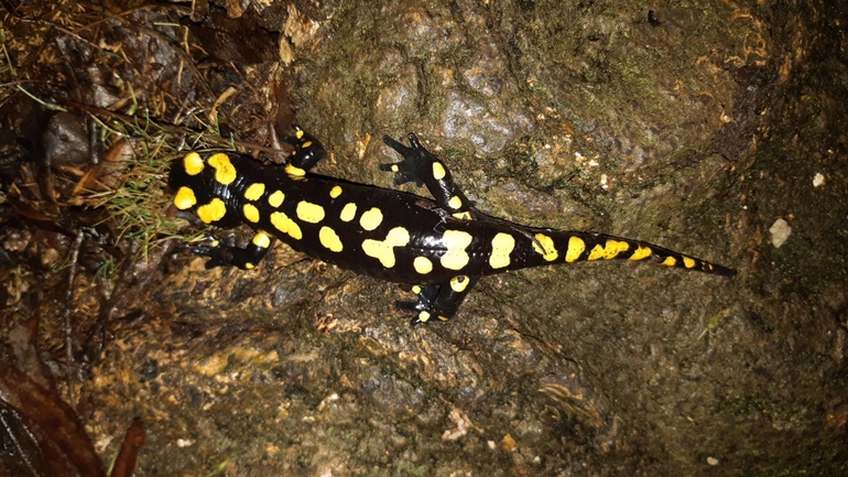 Salamandra infraimmaculata  photographed by רמדאן עיסא 