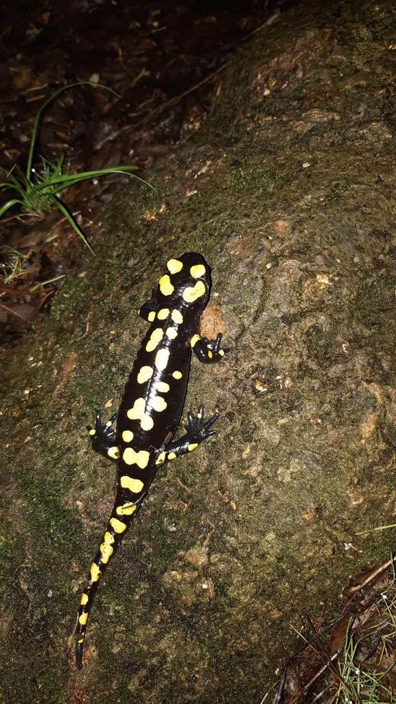 Salamandra infraimmaculata  photographed by רמדאן עיסא 