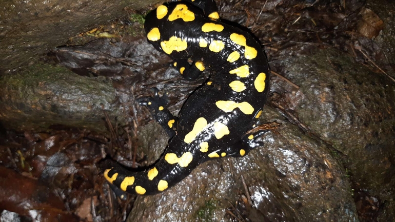 Salamandra infraimmaculata  photographed by רמדאן עיסא 