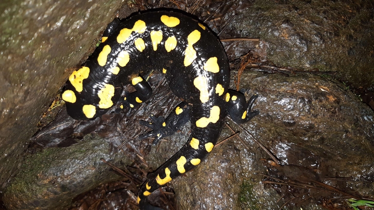 Salamandra infraimmaculata  photographed by רמדאן עיסא 