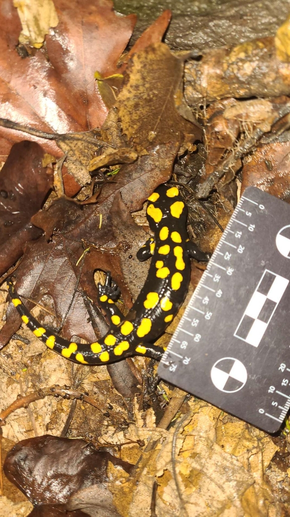 Salamandra infraimmaculata  photographed by רמדאן עיסא 