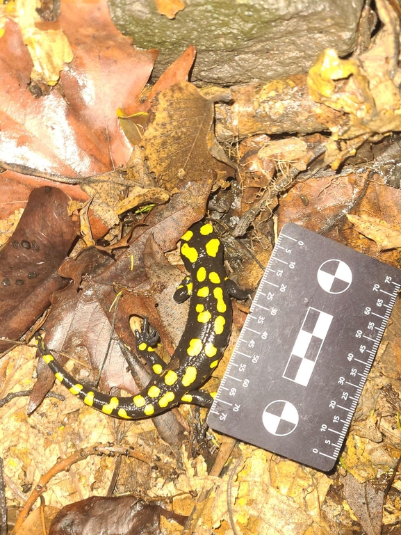 Salamandra infraimmaculata  photographed by רמדאן עיסא 