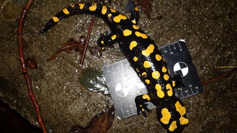 Salamandra infraimmaculata  photographed by רמדאן עיסא 