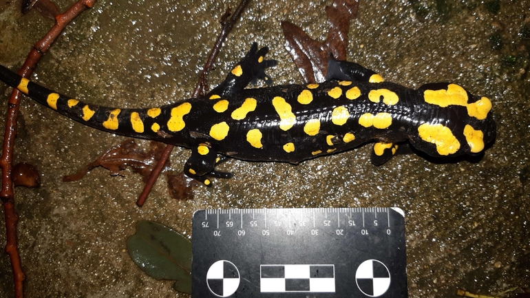 Salamandra infraimmaculata  photographed by רמדאן עיסא 