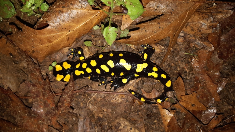 Salamandra infraimmaculata  photographed by רמדאן עיסא 