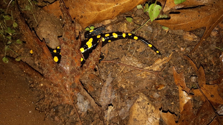 Salamandra infraimmaculata  photographed by רמדאן עיסא 