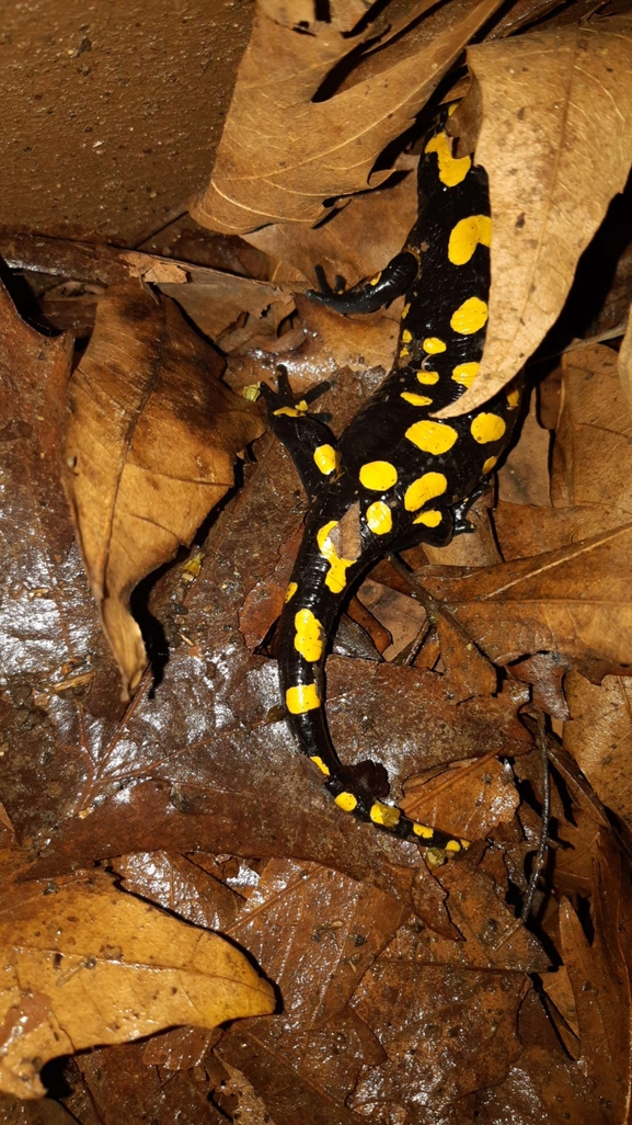 Salamandra infraimmaculata  photographed by רמדאן עיסא 