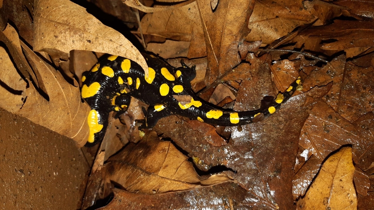 Salamandra infraimmaculata  photographed by רמדאן עיסא 