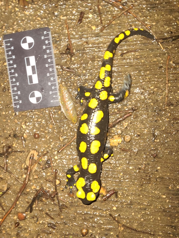 Salamandra infraimmaculata  photographed by רמדאן עיסא 