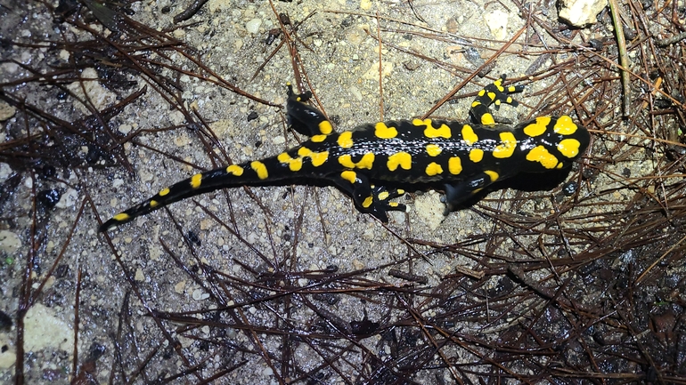 Salamandra infraimmaculata  photographed by אייל כהן 