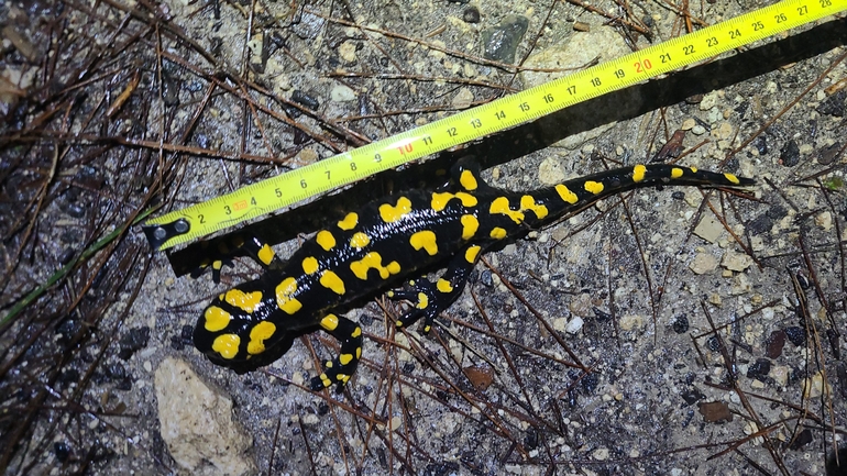 Salamandra infraimmaculata  photographed by אייל כהן 