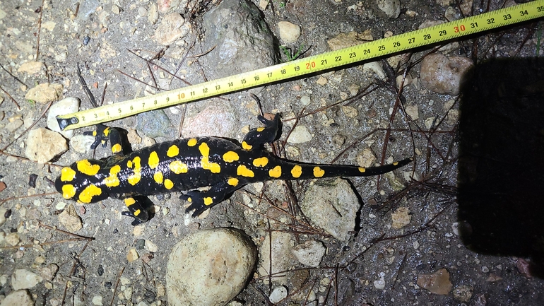 Salamandra infraimmaculata  photographed by אייל כהן 