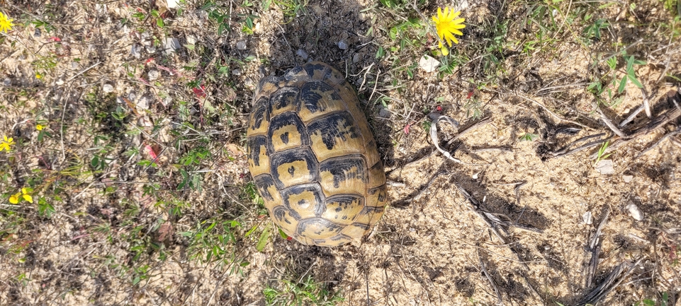 Testudo graeca  photographed by ברוך תמם 