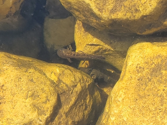 Salamandra infraimmaculata  photographed by הדס כהנר 