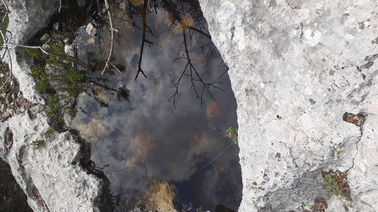 Salamandra infraimmaculata  photographed by גיל בן-עזרא 