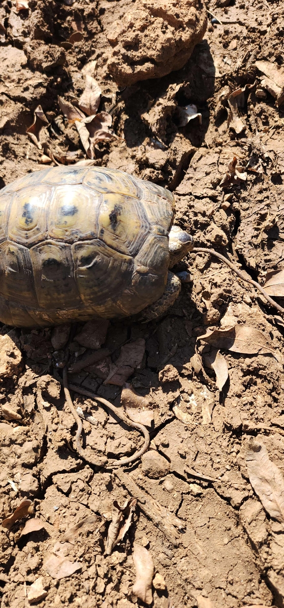 Testudo graeca  photographed by עופר שנער 