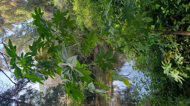 חרדון מצוי  צולם על ידי יפעת ארצי 