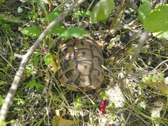 Testudo graeca  photographed by בעז שחם 