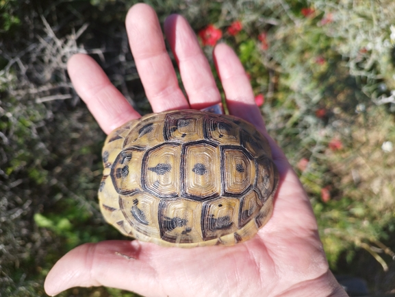 Testudo graeca  photographed by בעז שחם 