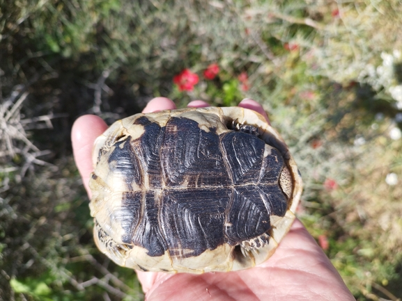 Testudo graeca  photographed by בעז שחם 