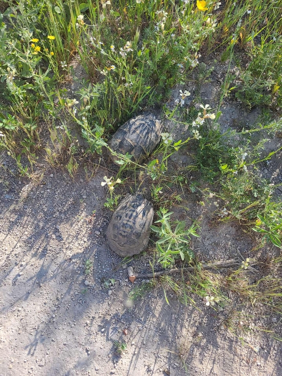 Testudo graeca  photographed by אהוד גבע 