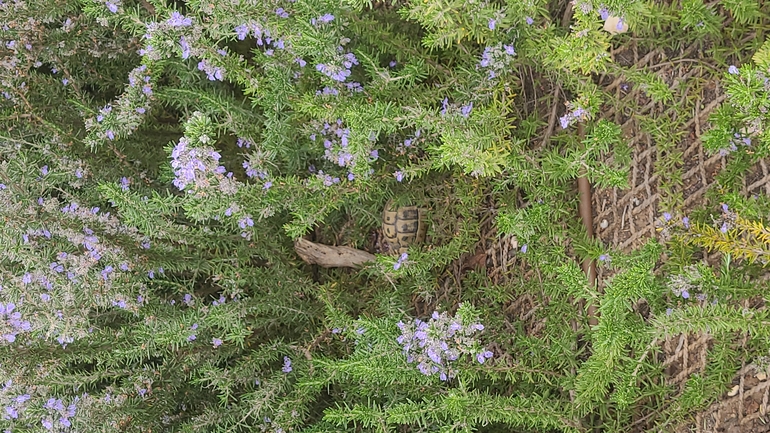 Testudo graeca  photographed by דניאל די-צ'זרה 