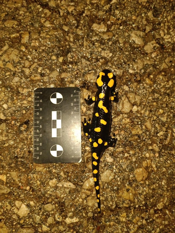 Salamandra infraimmaculata  photographed by רמדאן עיסא 