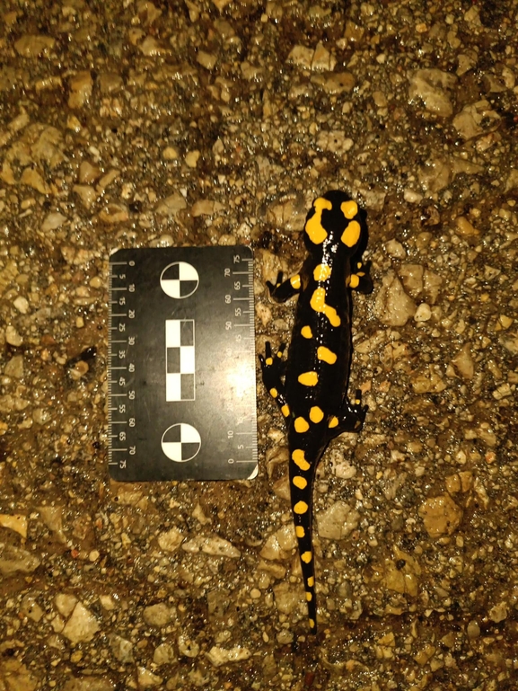 Salamandra infraimmaculata  photographed by רמדאן עיסא 