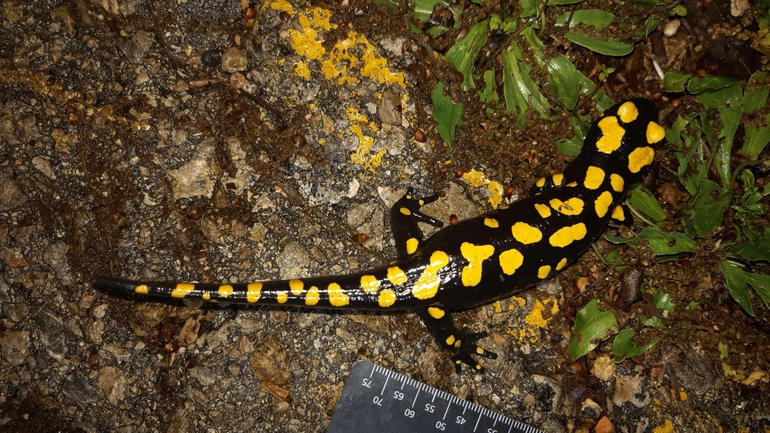 Salamandra infraimmaculata  photographed by רמדאן עיסא 