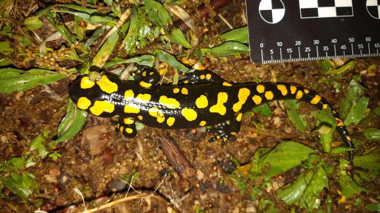 Salamandra infraimmaculata  photographed by רמדאן עיסא 