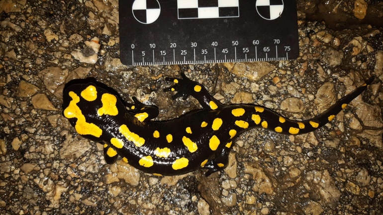 Salamandra infraimmaculata  photographed by רמדאן עיסא 