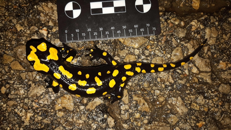 Salamandra infraimmaculata  photographed by רמדאן עיסא 