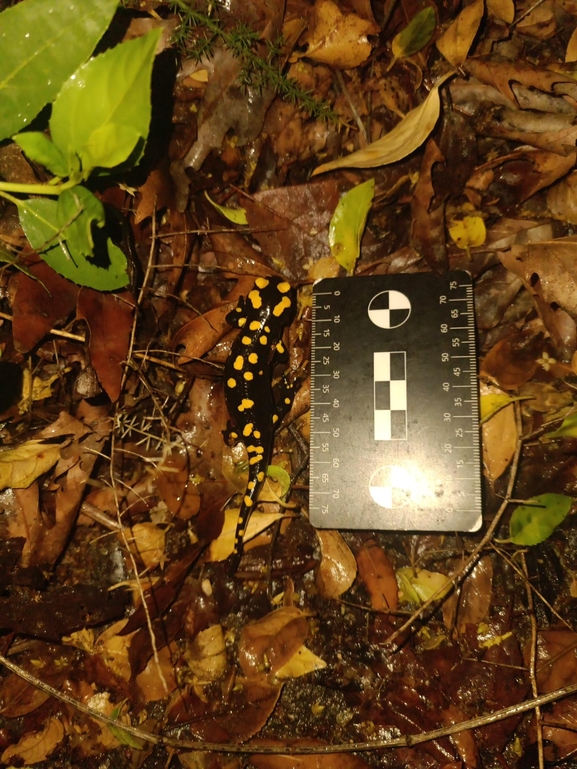 Salamandra infraimmaculata  photographed by רמדאן עיסא 