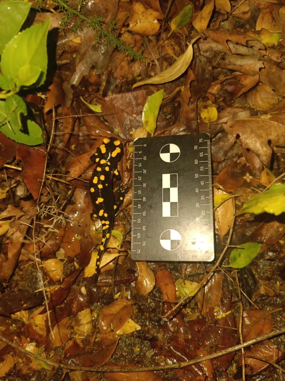 Salamandra infraimmaculata  photographed by רמדאן עיסא 