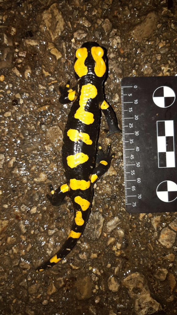 Salamandra infraimmaculata  photographed by רמדאן עיסא 