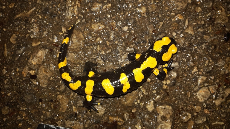 Salamandra infraimmaculata  photographed by רמדאן עיסא 