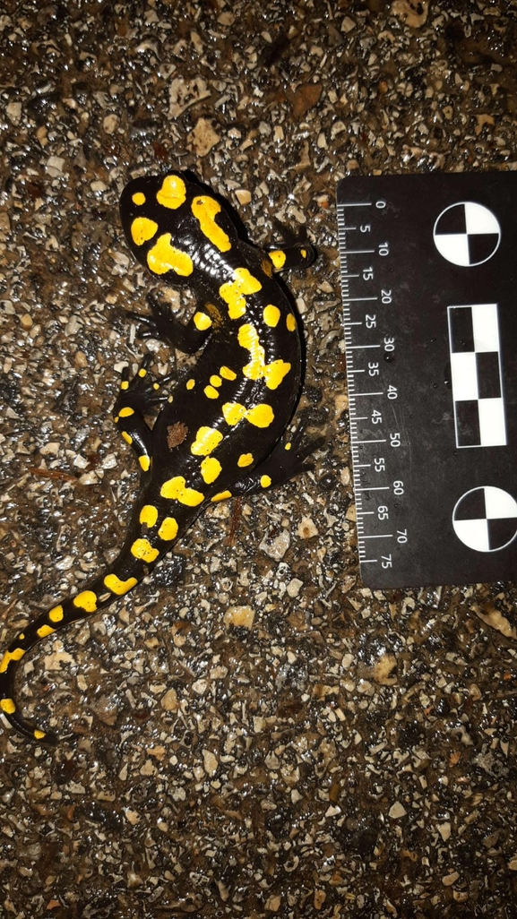 Salamandra infraimmaculata  photographed by רמדאן עיסא 