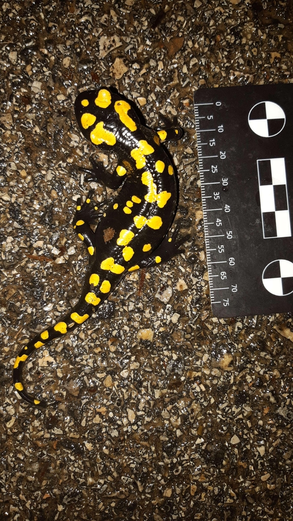 Salamandra infraimmaculata  photographed by רמדאן עיסא 