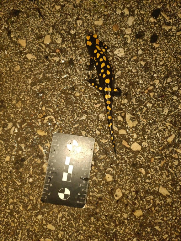 Salamandra infraimmaculata  photographed by רמדאן עיסא 