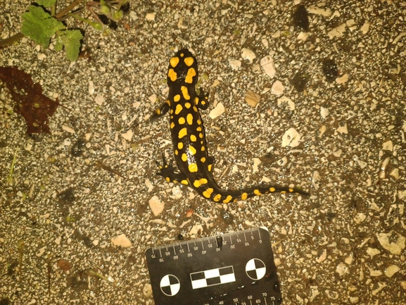 Salamandra infraimmaculata  photographed by רמדאן עיסא 