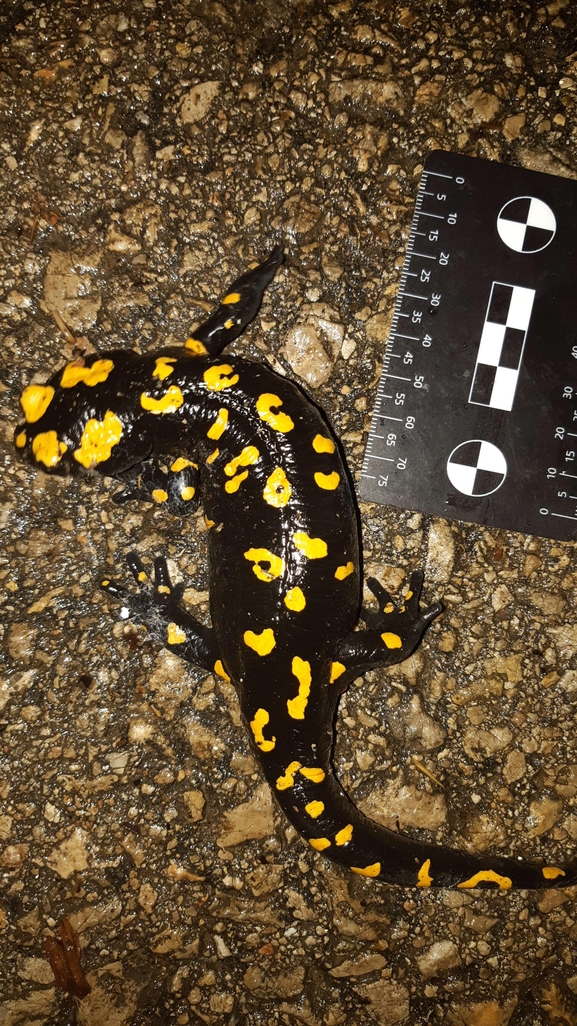 Salamandra infraimmaculata  photographed by רמדאן עיסא 