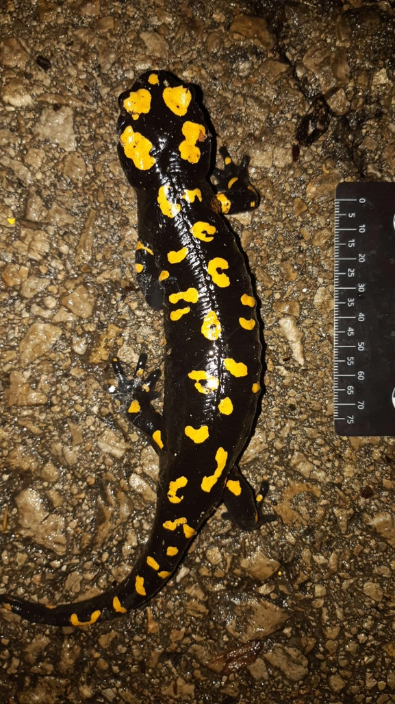 Salamandra infraimmaculata  photographed by רמדאן עיסא 