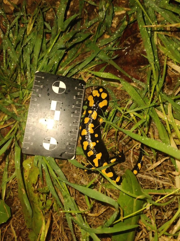 Salamandra infraimmaculata  photographed by רמדאן עיסא 