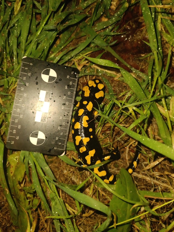 Salamandra infraimmaculata  photographed by רמדאן עיסא 