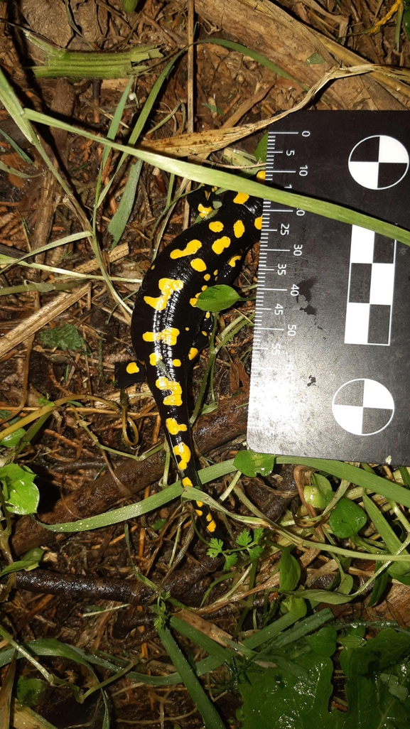 Salamandra infraimmaculata  photographed by רמדאן עיסא 