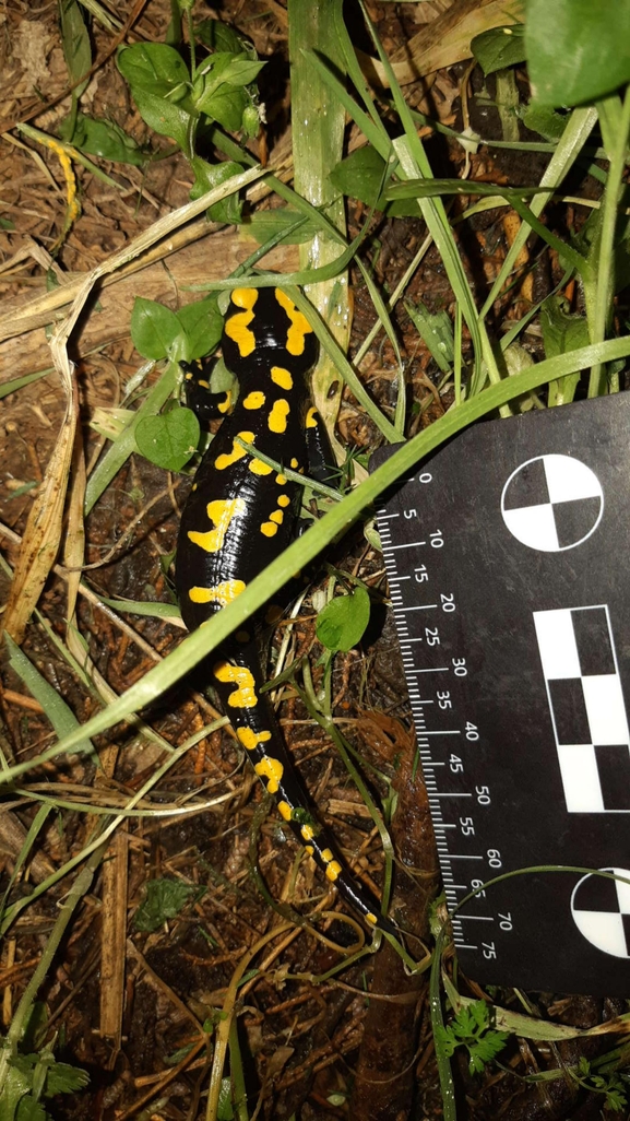 Salamandra infraimmaculata  photographed by רמדאן עיסא 