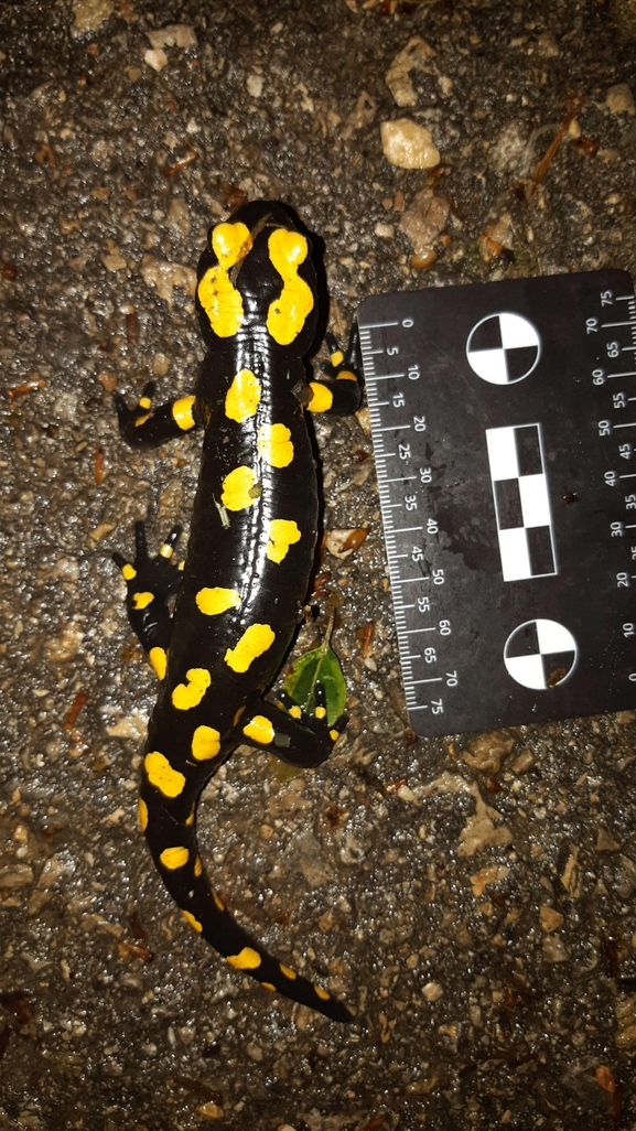 Salamandra infraimmaculata  photographed by רמדאן עיסא 